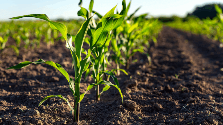 Why Crop Yield Decreases at High Temperatures