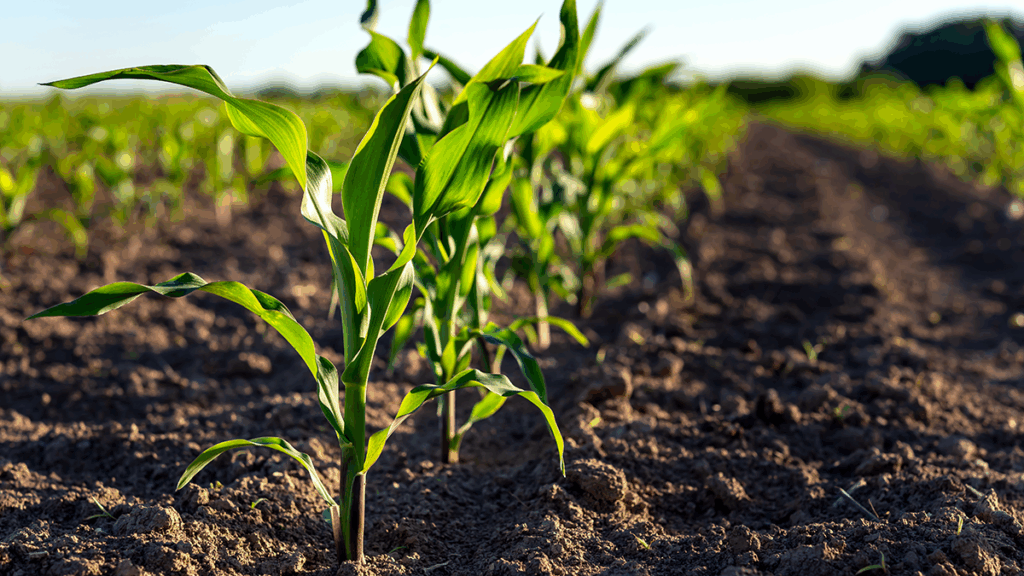 Why Crop Yield Decreases at High Temperatures