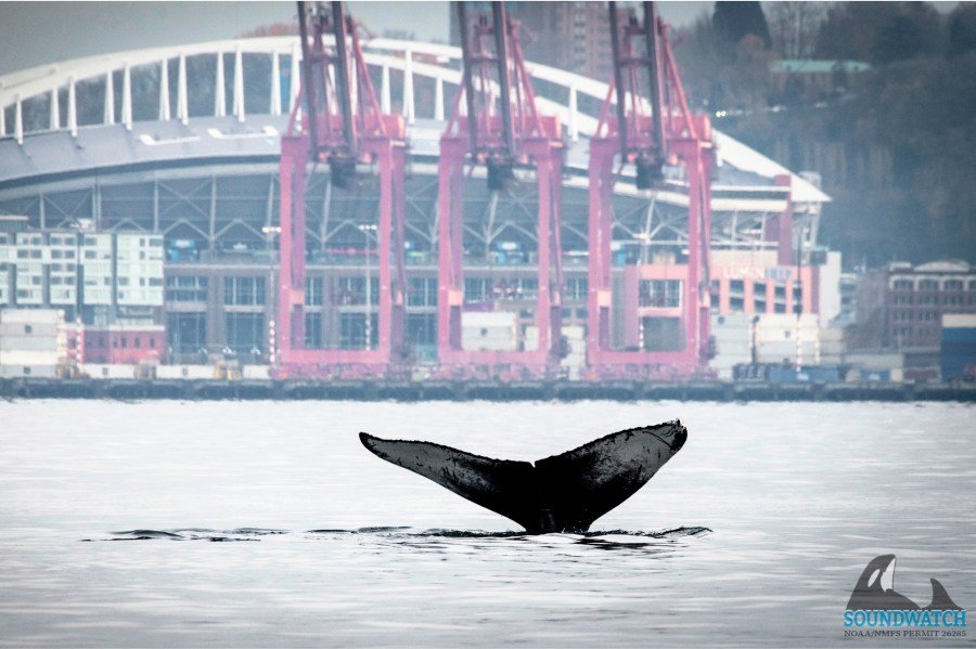 Environmental groups accuse federal government of failing to protect whales in California