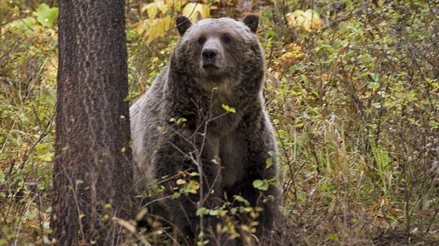 Humans may have gene needed to hibernate — offering potential cure for obesity, diabetes