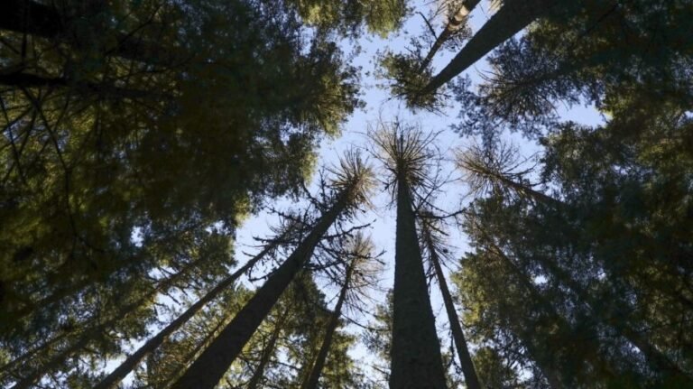 Thousands of US counties have increased their tree cover