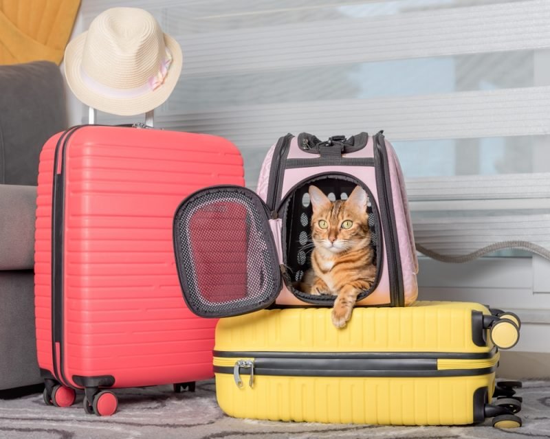 How to Travel With a Cat: 14 Vet Approved Tips & Tricks