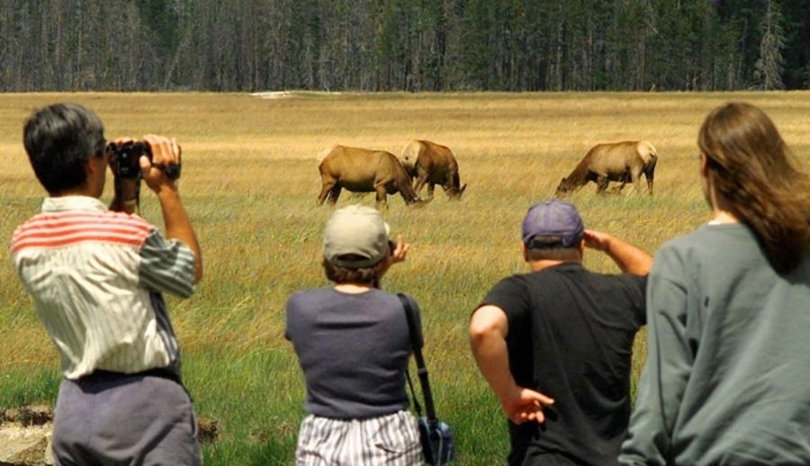 National parks animals are changing their habits in response to humans: Study
