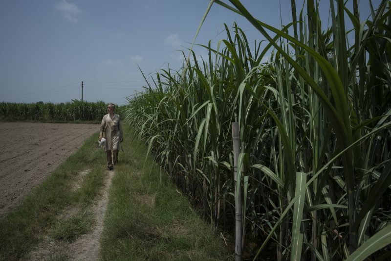 Cane sugar: What is it, and where can you already find it?