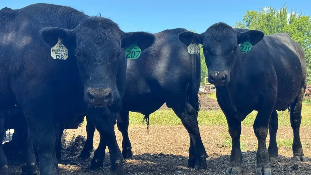 Why record beef prices aren’t benefiting ranchers right away