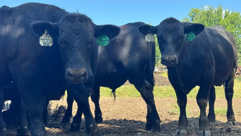 Why record beef prices aren’t benefiting ranchers right away