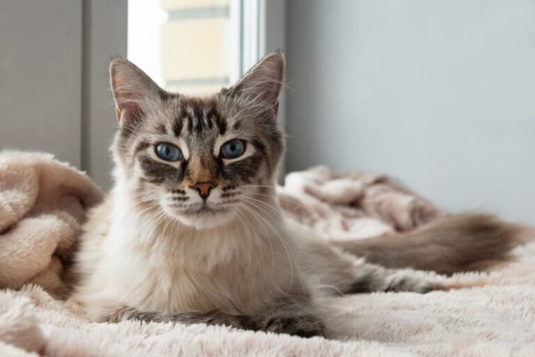 15 Common Cat Myths That Need to Be Debunked (Vet-Verified)