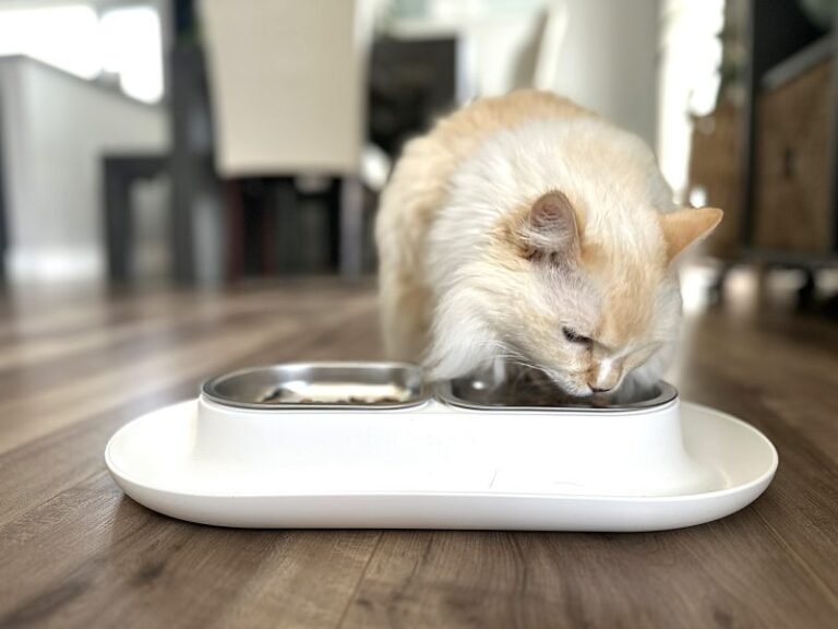 How Many Calories Should a Cat Eat? Vet-Reviewed Cat Feeding Guide