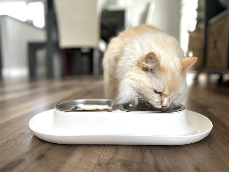How Many Calories Should a Cat Eat? Vet-Reviewed Cat Feeding Guide