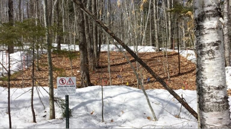 Warming Winters Sabotage Trees’ Carbon Uptake