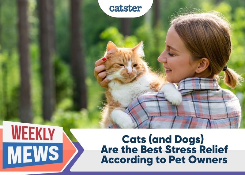 Cats (and Dogs) Are the Best Stress Relief, According to Pet Owners