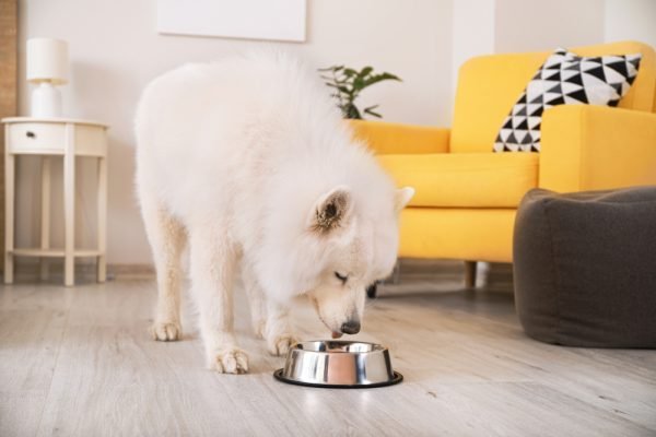 How Many Calories Should My Dog Eat? Vet-Recommended Feeding Chart & Calculator