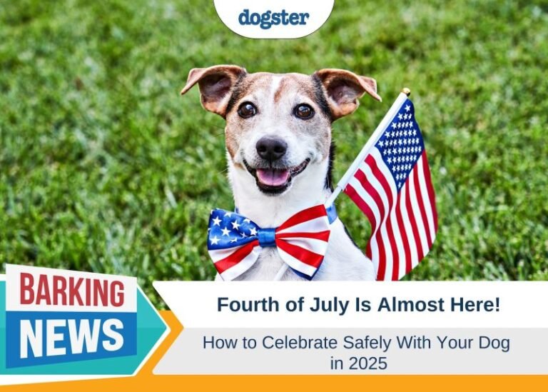 Fourth of July Is Almost Here: How to Celebrate Safely With Your Dog