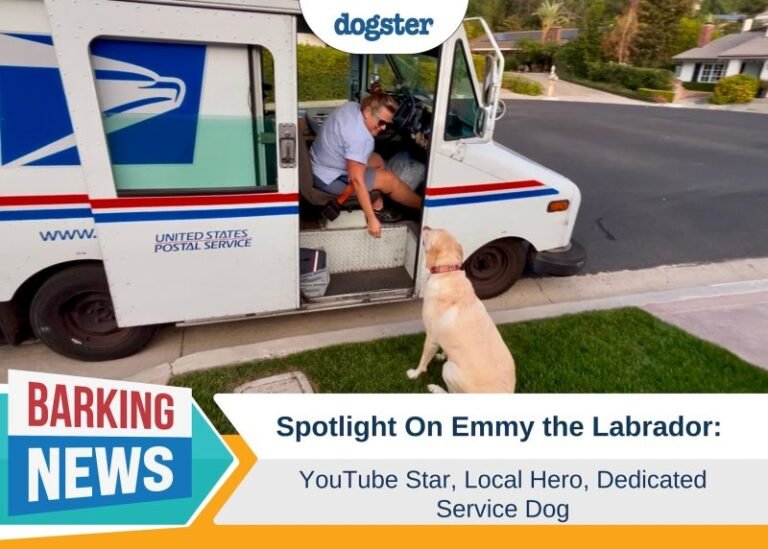 Spotlight On Emmy the Labrador: YouTube Star, Local Hero, Dedicated Service Dog
