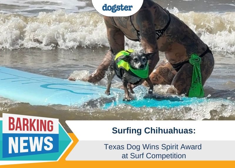 Surfing Chihuahuas: Texas Dog Wins Spirit Award at Surf Competition