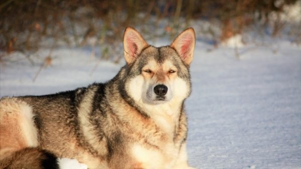 15 Biggest Dog Myths & Misconceptions  (Vet-Approved)