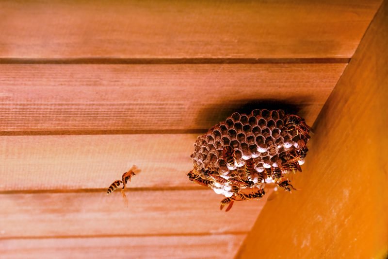 Report says radioactive wasp nest was found near South Carolina nuclear facility