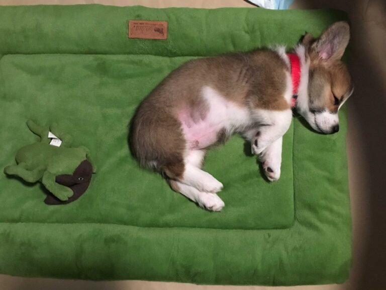 Puppy Essentials: Must-Have Products for New Puppy Parents