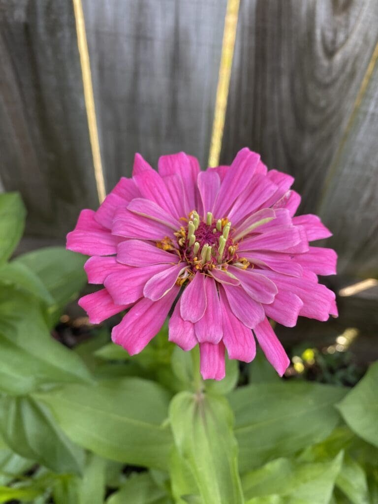 Garden Bloggers’ Bloom Day – July 2025