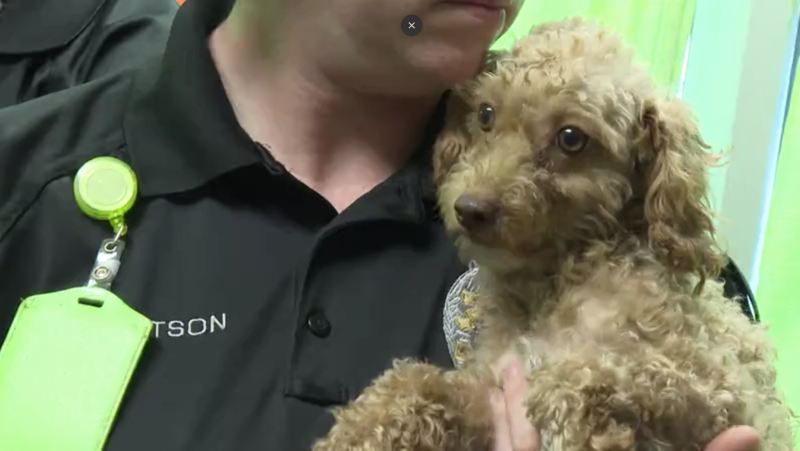 Alabama DA seeks order to put 29 seized dogs up for adoption, make owners pay