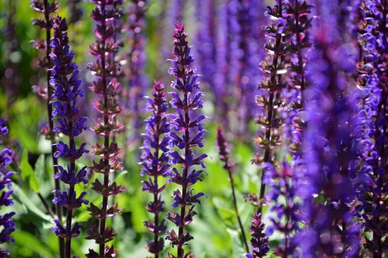 How to Plant, Grow & Care for Salvias