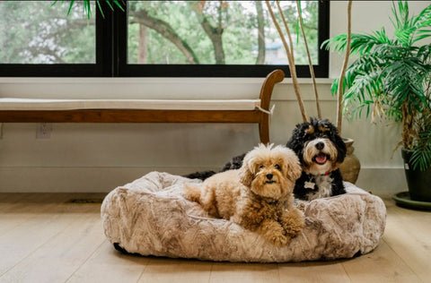 How to Find the Best Dog Bed