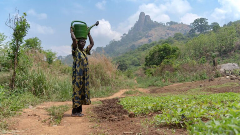 When Rain Falls in Africa, Grassland Carbon Uptake Rises