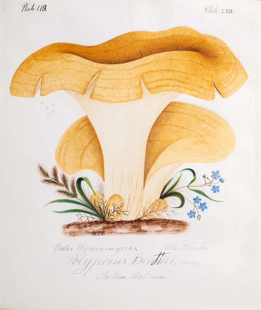 ‘Outcasts’ Highlights the Scientific Contributions of Trailblazing Artist and Naturalist Mary Banning