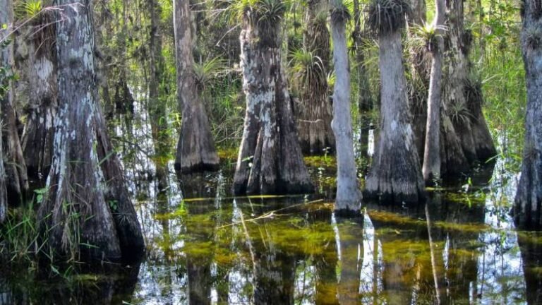 Environmental Groups Sue to Block Everglades Detention Facility