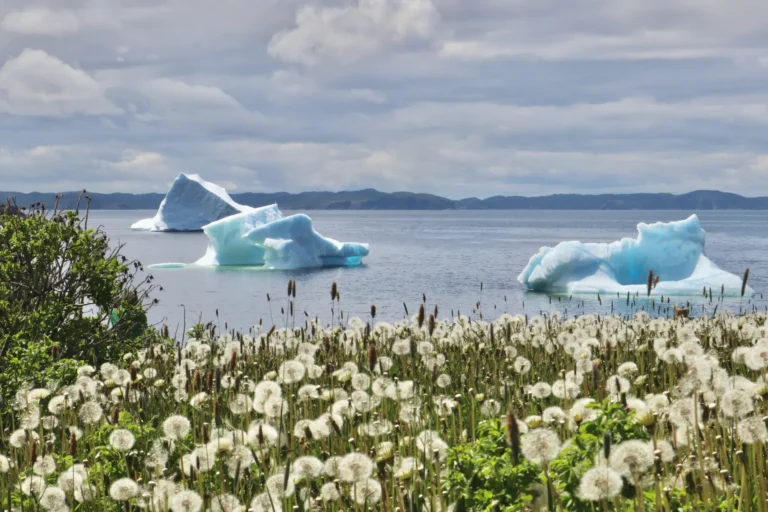 Come from away: Newfoundland travel tips