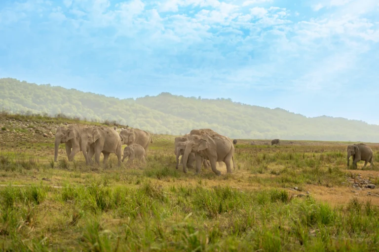 The real-life Jungle Book: India’s best national parks