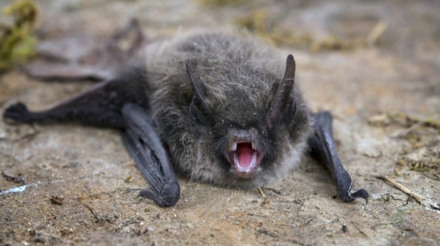 Rabies on the rise in U.S.: What to know