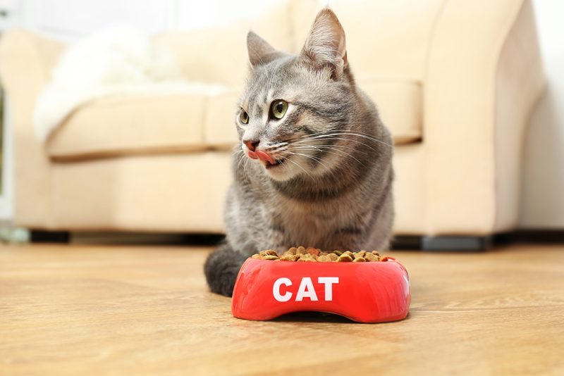 Top 9 Healthiest Cat Foods in 2025 (Top Ingredients & Brands)