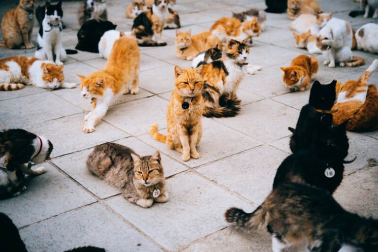 International Cat Day: When It Is & How You Can Celebrate