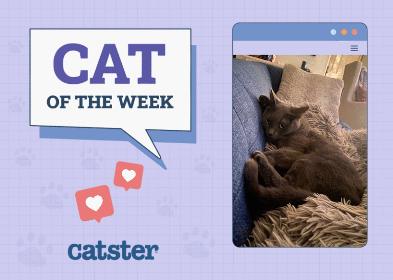 Catster Photo Contest: Cats of the Week Winners (July 24, 2025)