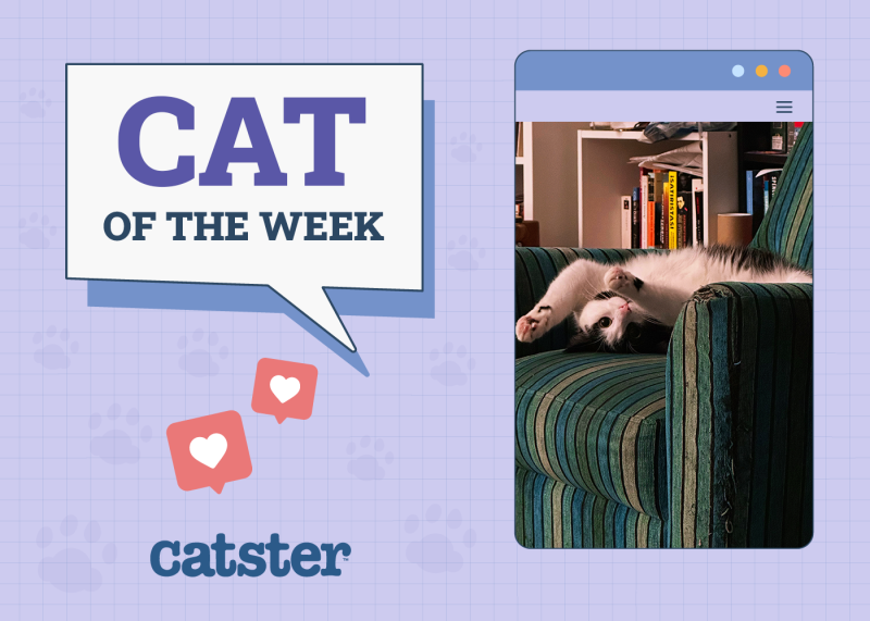 Catster Photo Contest: Cats of the Week Winners (July 31, 2025)