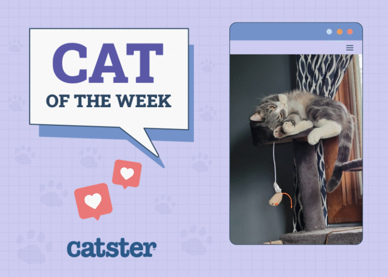 Catster Photo Contest: Cats of the Week Winners (July 17, 2025)