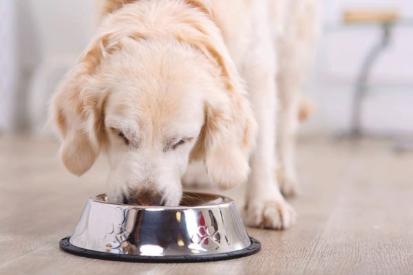 10 Best Vet-Recommended Dog Foods in 2025 (Vet Answer) – Top Picks & Reviews