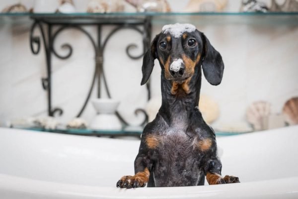 8 Best Flea Shampoos for Dogs in 2025 – Reviews & Top Picks