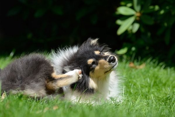 Do Dogs Normally Pick Up Fleas on Walks? Vet-Approved Facts & FAQ