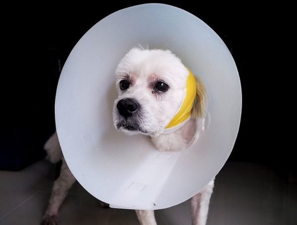 6 Effective DIY Dog Cones You Can Make Today (With Pictures)