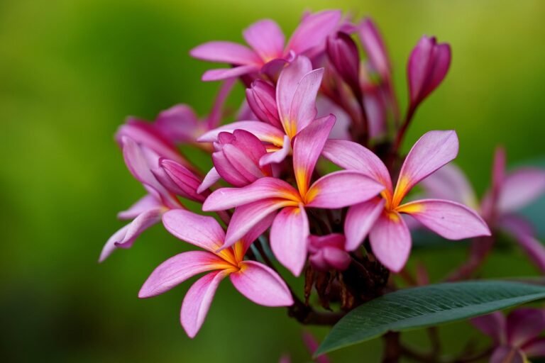 Plumeria Fertilizer Frequently Asked Questions