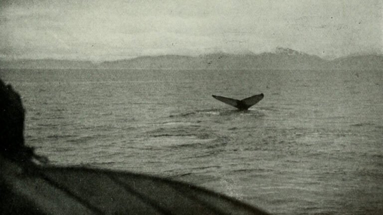 Whaling Records Can Help Improve Estimates of Sea Ice Extent