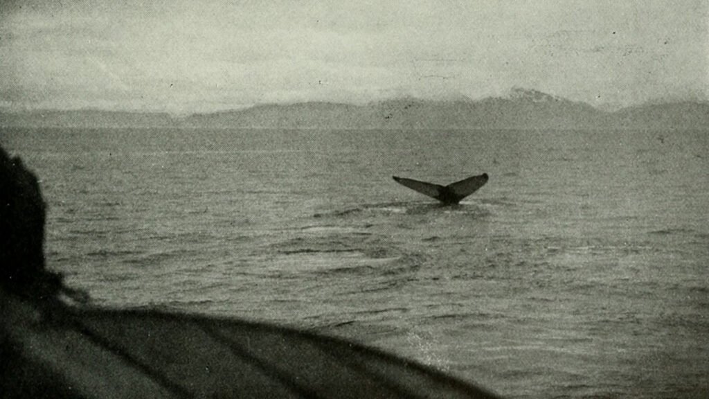 Whaling Records Can Help Improve Estimates of Sea Ice Extent
