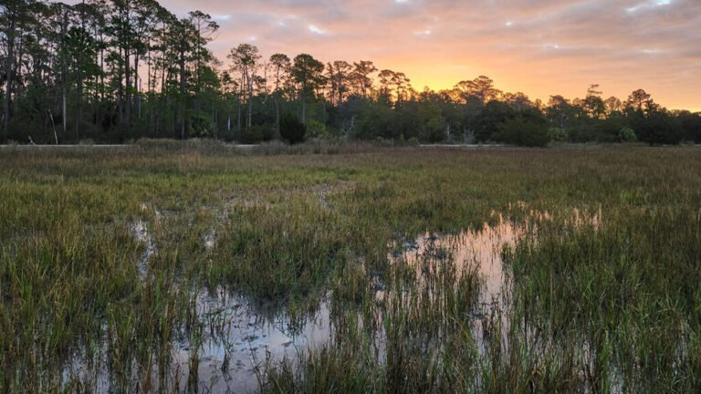 Machine Learning Model Flags Early, Invisible Signs of Marsh Decline