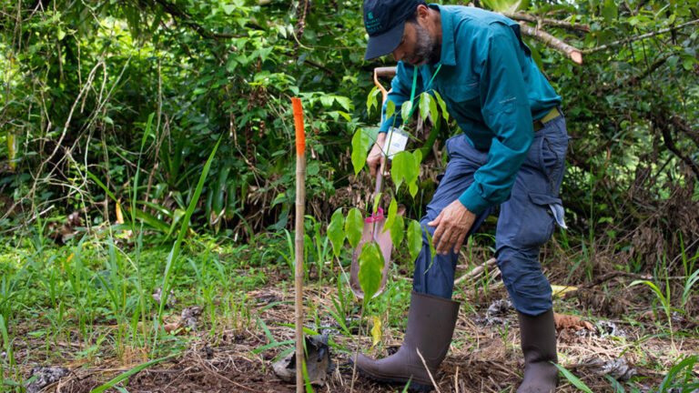 First Species-Level Assessment Reveals Extinction Risk in Mesoamerica
