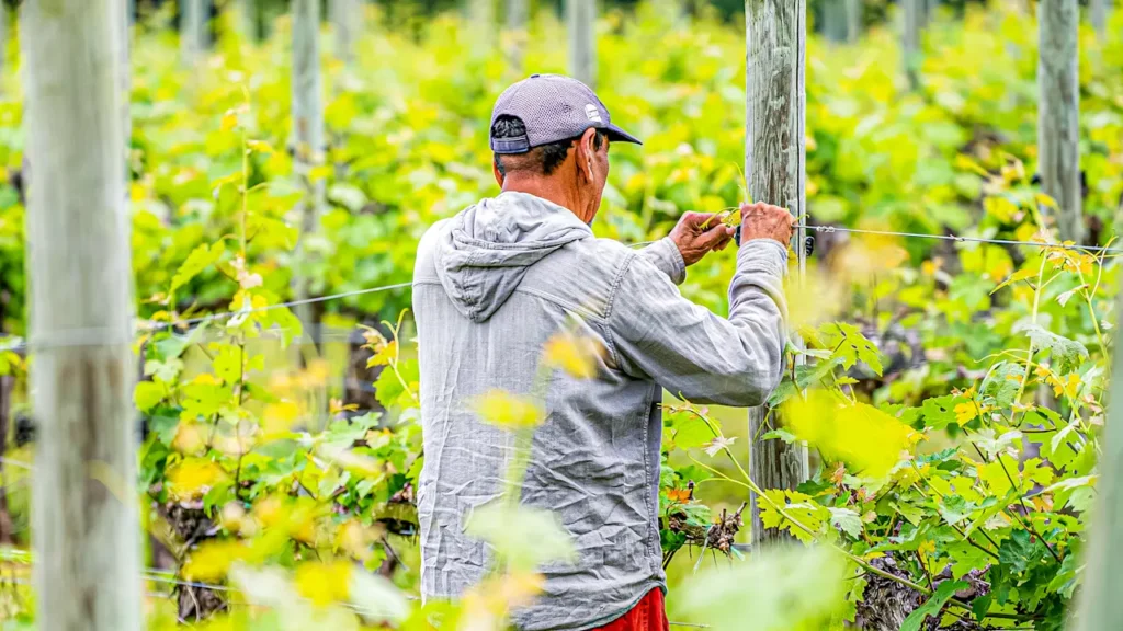 Trump’s deportations could boost demand for foreign farmworkers