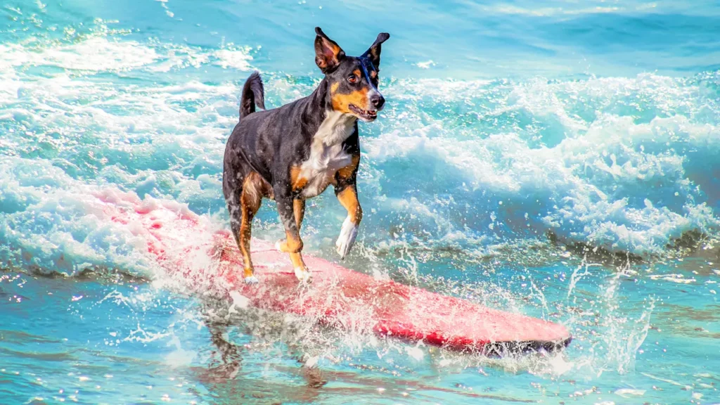 Forget Shark Week: ESPN2 has a dog-surfing competition, and you can stream all the ‘best waves’ tonight