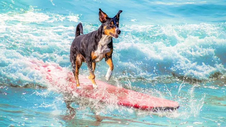 Forget Shark Week: ESPN2 has a dog-surfing competition, and you can stream all the ‘best waves’ tonight