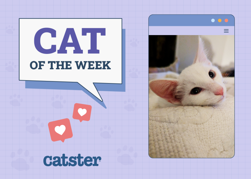 Catster Photo Contest: Cats of the Week Winners (July 3, 2025)